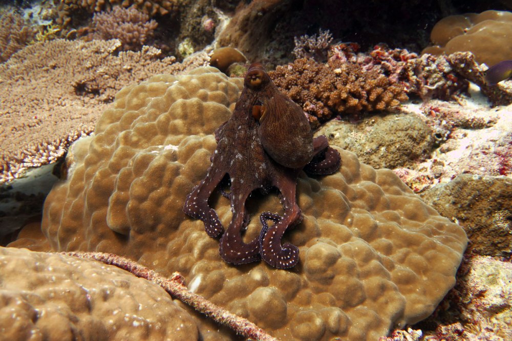 Octopus in Palau